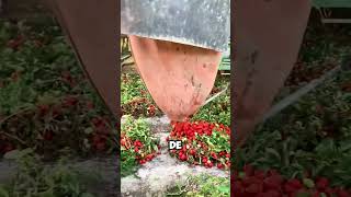 ¡Reciclando Tomates Descubre Cómo Se Enriquecen los Suelos 😱 shorts [upl. by Ativel721]