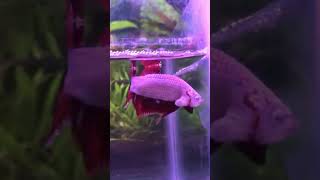 Essential Betta Fish Care  shorts [upl. by Adranoel]