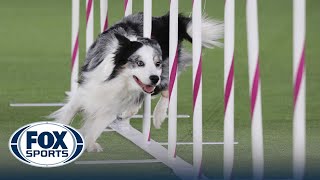 Best of 2022 Masters Agility Championships from Westminster Kennel Club  FOX Sports [upl. by Brote]