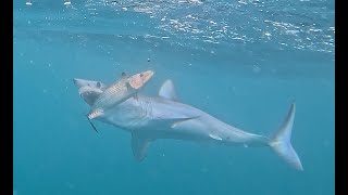 Shark attack Coffs Harbour August 2024 [upl. by Leipzig]