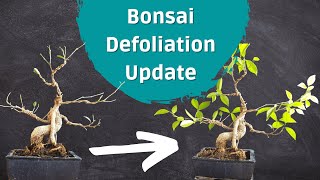 Defoliation Update On My Ficus Bonsai [upl. by Nehgaem]