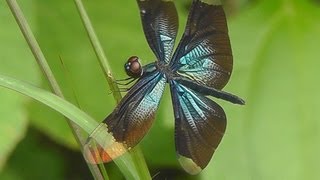 Dragonflies of Thailand  Chiang Mai [upl. by Assetniuq]