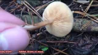 Fenyves turjángomba  Galerina marginata  Der GiftHäubling [upl. by Osyth755]