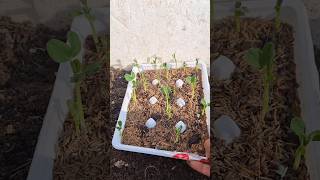 Green peas grow at home gardening tips bangla home gardening viralshorts winter vegetable yt [upl. by Vaish248]