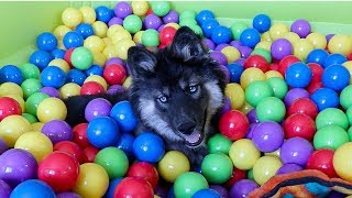 Funny Puppy Kakoa Gets A Ball Pit Surprise [upl. by Downs]