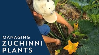 How to Manage Zucchini Plants [upl. by Nabroc]