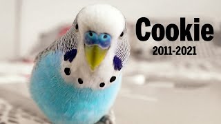 Budgie sounds in Memory of Cookie 2011  2021 😥 [upl. by Tamer]