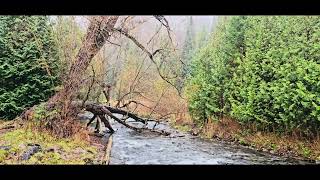 Autumn at Ontario Fork of the Credit Provincial Park Park 2024 🇨🇦 [upl. by Snyder596]