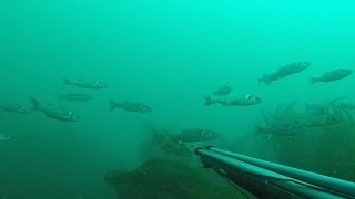 De Trébeurden à Bréhat  Pêche sousmarine fin Juillet 2016 [upl. by Guthrey]