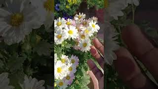 Chrysanthemum plant care tips [upl. by Dranek]