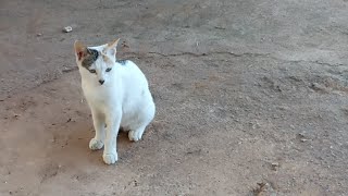 Cute threestriped feral cat [upl. by Vashti457]