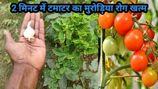 2 मिनट में टमाटर के पौधे का कीड़ा और मुरोड़िया leaf curl virus रोग बाहर निकालने का अचूक घरेलु उपाय [upl. by Lorinda]