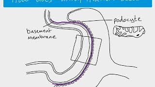 A2 Biology  Ultrafiltration [upl. by Lisabeth117]