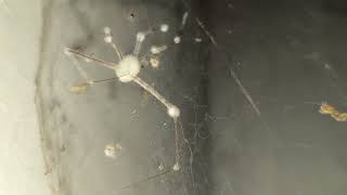 Cellar Spider 🕷️ with engyodontium aranearum fungus affect Dang Divyesh Bhai Amit Rana [upl. by Sethrida]