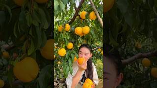 Enjoy life eating yellow peaches so sweet fresh 2024 yummy life peaches satisfying shorts [upl. by Analise]