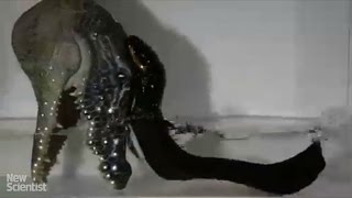 Watch electric eels leap out of the water to shock attackers [upl. by Amsirak133]