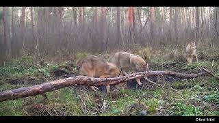 Cztery wilki odwiedzają babrzysko [upl. by Edlyn]