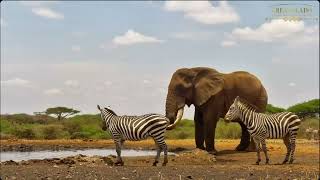 Take that Bull Elephant sprays the Zebra at ol Donyo [upl. by Sonni]