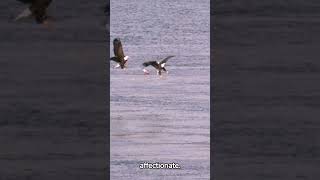 Bald Eagle Facts and Behavior Americas Iconic Bird shorts [upl. by Nnyleitak310]