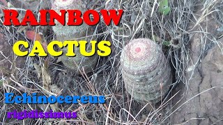 Plant Traveller Rainbow Cactus Echinocereus rigidissimus in habitat [upl. by Yanal]