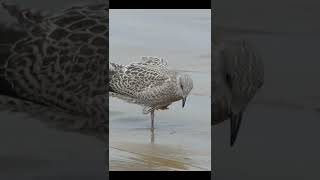 Sonido Gaviota Graznido  Seagull Sound Squawk [upl. by Dryfoos]