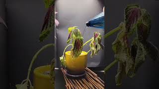 Three different stages wilting watering and reviving plant timelapse coleus video [upl. by Hutner]