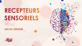 Physiologie  LES RECEPTEURS SENSORIELS par AICHA ZERABIB [upl. by Helas]