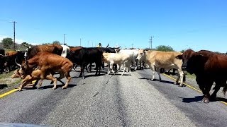 Eastern Cape Road Block South Africa [upl. by Ambrosi]