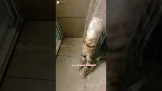 shortvideo funny petschannel funnyanimal cat mycatchannel funnycat pets [upl. by Latimer]