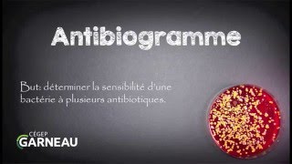 Antibiogramme [upl. by Nora]