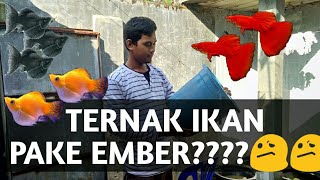 TUTORIAL TERNAK IKAN MOLLY PAKAI EMBER [upl. by Duston]