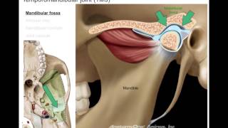 Infratemporal fossa [upl. by Furnary]