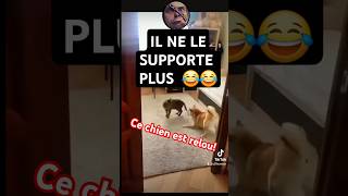 Vidéo Drôle Rigolote et Humoristique dun Chien et un Chat Shorts Short humour [upl. by Omari]