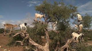 Treeclimbing goats in Moroccos argan forest [upl. by Bathulda]