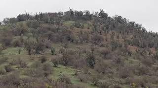 corriendo liebres con perros zorreros [upl. by Martelle]