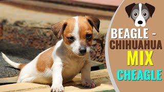 Beagle Chihuahua Mix Complete Info [upl. by Onateyac]