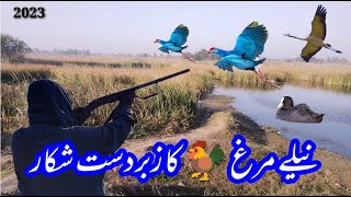 Best Western Purple Swamphen Bird Hunting 😱😲 Nila kukar ka shikar Nela Murg ka shikar [upl. by Erland]