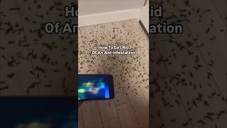 How to get Rid of ant infestation  4dbuildss  ksi ksiedits fyp trending shorts [upl. by Aicirtal]