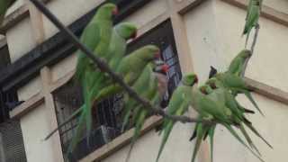 Redbreasted Parakeet with Roseringed Parakeets [upl. by Abbie78]