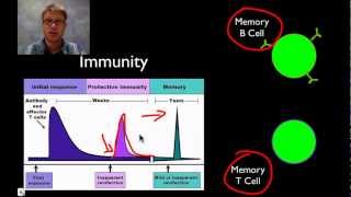 The Immune System [upl. by Enaelem]