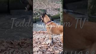 An epic dog day out in Chadderton Hall dog park dog wigwambam [upl. by Brindell]