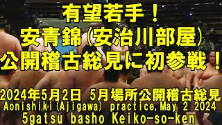 有望若手！安青錦が公開稽古総見に初参戦！2024年5月2日木公開稽古総見Aonishiki practice moushiai5gatsu basho Keikosoken [upl. by Frere]