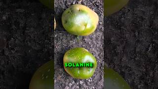 हरे आलू 🥔 Solanine बहुत खतरनाक है food foodie snacks eat poison viralvideo [upl. by Vaas]