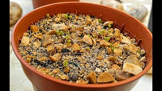 29 Como hacer semilleros de Lithops [upl. by Henricks]