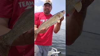 Wily Walleye  Hot N Tot  Trolling On Lake Petenwell [upl. by Tychonn]