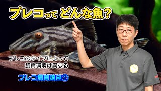 【熱帯魚プレコ飼育講座①】プレコってどんな魚？ ～プレコのタイプによって飼育環境は異なる～ [upl. by Fredette]