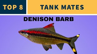 TANK MATES FOR DENISON BARB [upl. by Rossuck]