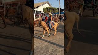 Cavalgada do aniversário de São Patrício Goiás ￼2024 [upl. by Nosahc804]