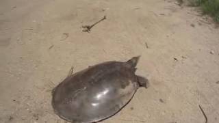 Softshell turtle on the run [upl. by Hana519]