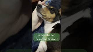 Tangled Tails A Comedic Basenji Convo basenji barklessdog barkless dog funny humor [upl. by Ferna]